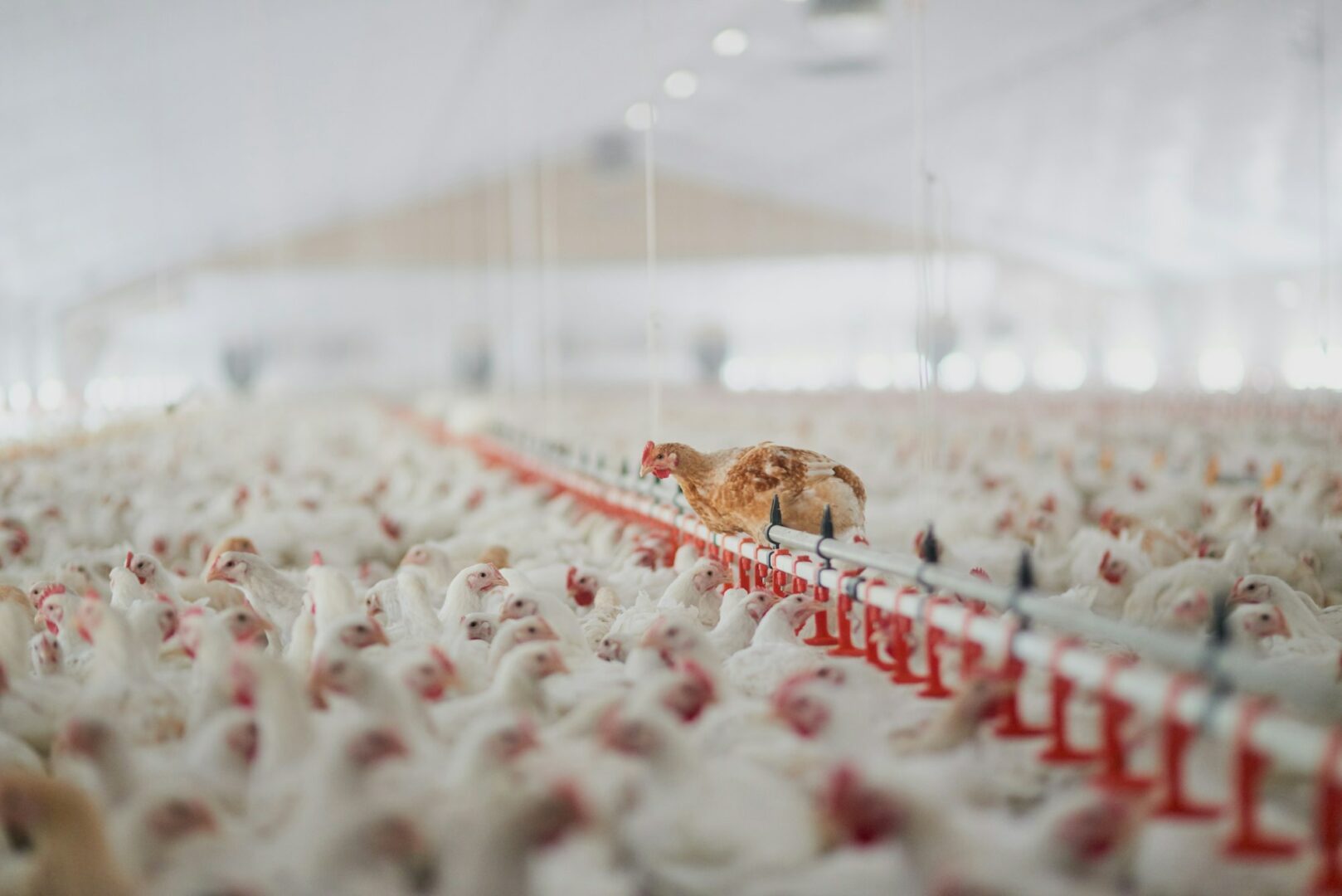 Shot of a large flock of chicken hens all together in a big warehouse on a farm