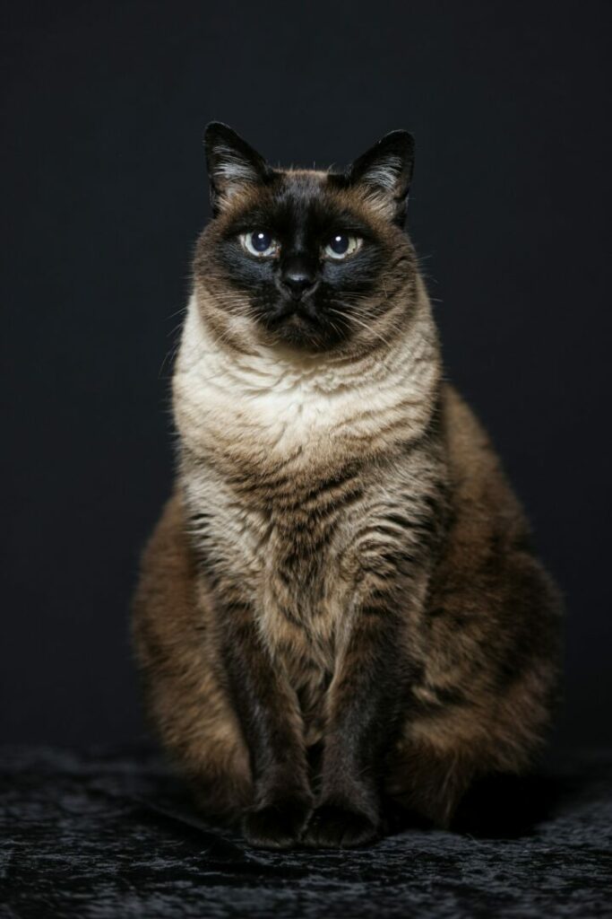 Siamese cat (Thai) on black background