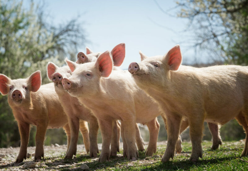 Young pigs grazing on green grass